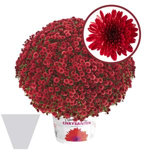 Afbeelding van Bolchrysant gehoest P19 geen kleur Red